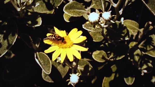 Bee on a Flower