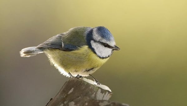 The Blue tits are back!