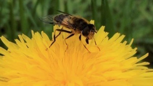 A Dronefly in the wild. Photo: Katherine Burns