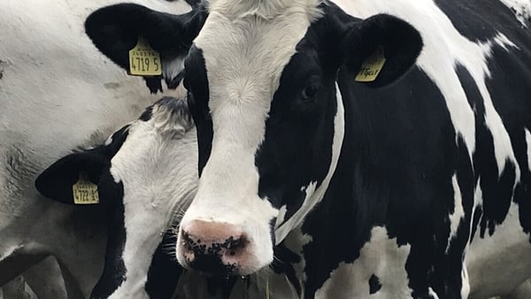 The project will assess feed additives to reduce cattle and slurry methane emissions