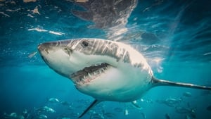 Great White Sharks: "I'd love to meet one" – Filmmaker Ken O'Sullivan on Today with Claire Byrne