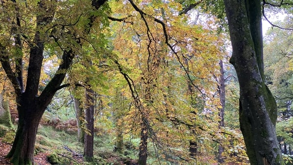 'if trees are vulnerable to the threats of a changing climate, how can we rely on them into the future, for centuries to come?'