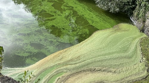 Algae covers large parts of Lough Neagh, a lake that supplies 40% of Northern Ireland's drinking water (file image)