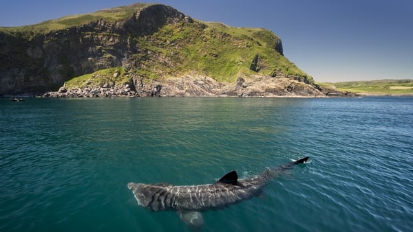 A Basking Shark along the Irish coast at Baltimore, Co Cork.