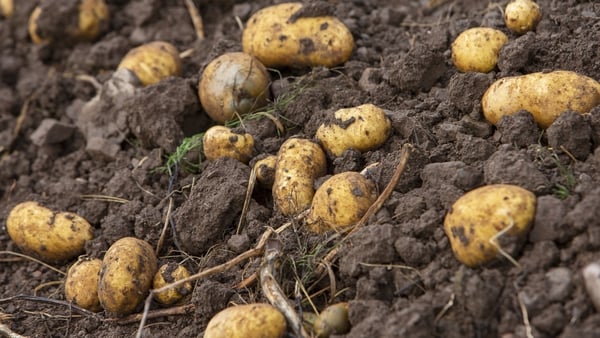 'The lower overall yield meant that growers who produced potatoes for the supermarkets had much less crop to sell and this is now starting to show on the shelves.'